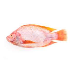 mojarra roja